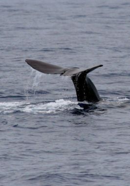 Cachalote – Sperm whale