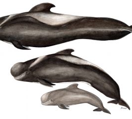 Calderón tropical – short-finned pilot whale
