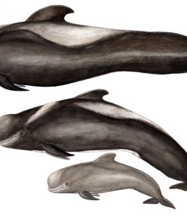 Calderón tropical – short-finned pilot whale