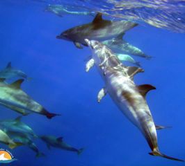 Delfín moteado Atlántico – Atlantic spotted dolphin