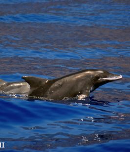 Delfín de dientes rugosos – Rough-toothed dolphin