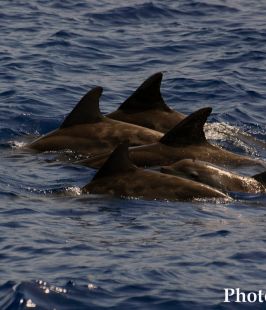 Delfín de dientes rugosos – Rough-toothed dolphin