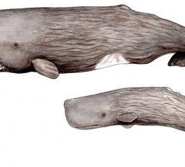 Cachalote – Sperm whale