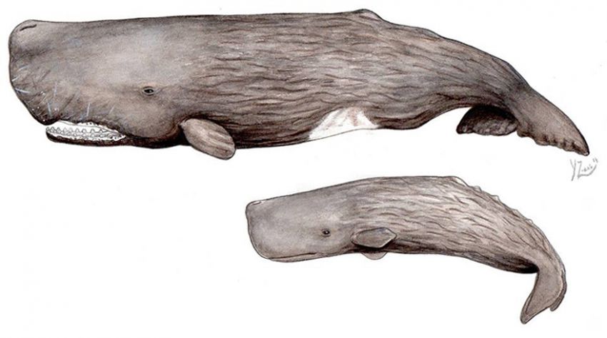 cachalote-sperm-whale-asociaci-n-toninaasociaci-n-tonina
