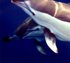 Delfín común- Common dolphin