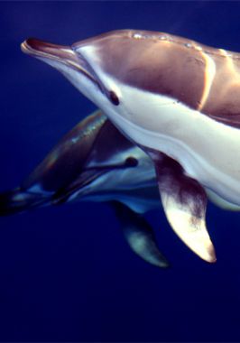 Delfín común- Common dolphin