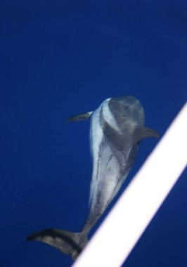 Delfín listado – striped dolphin