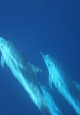 Delfín listado – striped dolphin