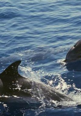 Delfín moteado Atlántico – Atlantic spotted dolphin