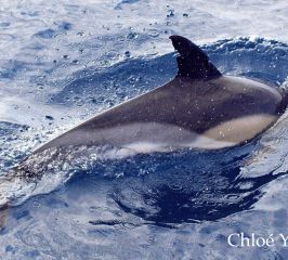 Delfín común- Common dolphin