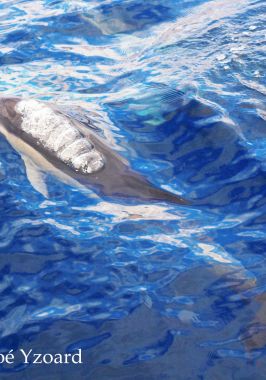Delfín común- Common dolphin