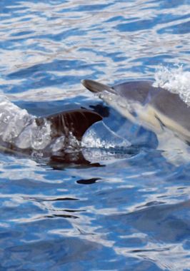 Delfín común- Common dolphin
