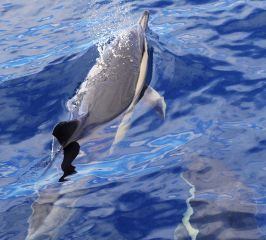 Delfín común- Common dolphin