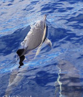 Delfín común- Common dolphin