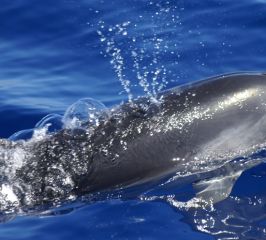 Delfín mular- Bottlenose dolphin