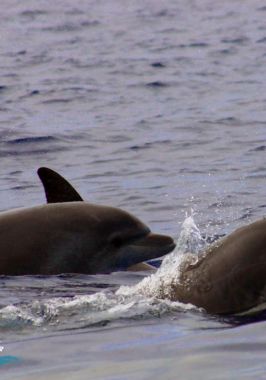 Delfín mular- Bottlenose dolphin