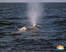Rorcual norteño- sei whale