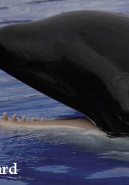 Orca- Killer whale