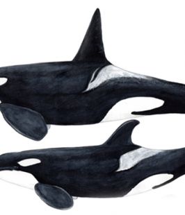 Orca- Killer whale