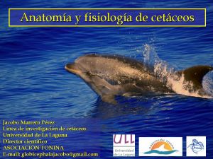 Anatomia y fisiología de cetáceos