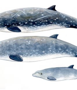 Zifio de Blainville- Blainville`s beaked whale