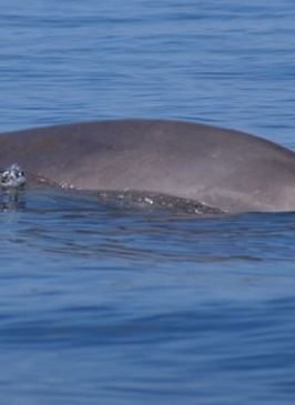 Zifio de Blainville- Blainville`s beaked whale