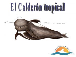 Calderón tropical_secundaria