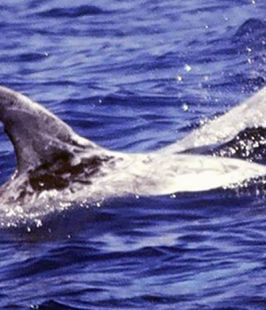 Calderón gris- Risso´s dolphin