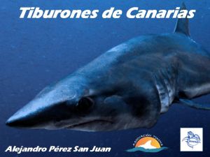Tiburones de Canarias