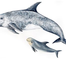 Calderón gris- Risso´s dolphin