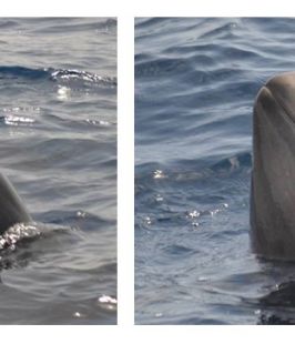 Calderón tropical o de aleta corta